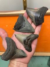 Fossil megalodon shark for sale  Charleston