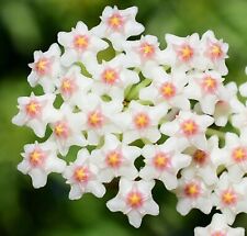 Hoya nummulariodes pink for sale  WOLVERHAMPTON