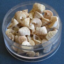 55 Calliostoma jujubinum Florida USA Seashells Shell Craft for sale  Shipping to South Africa