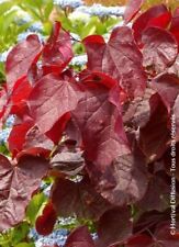 Cercis canadensis red gebraucht kaufen  Eslohe