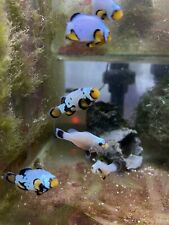 Frosbite clownfish saltwater for sale  PORTSMOUTH