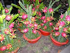 Dragon fruit pitaya for sale  GLOUCESTER