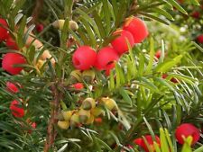 English yew tree for sale  Russell