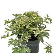 Pelargonium graveolens grey for sale  Winter