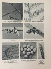 Estampa antiga olho falcão traça cabra traça larva insetos natureza 1931 comprar usado  Enviando para Brazil