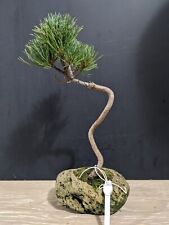 Shohin pinus parviflora for sale  YORK