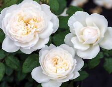 Bolero rose plant for sale  Summerville