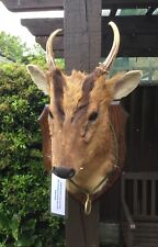 Rare taxidermy gold for sale  BILLERICAY