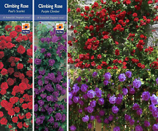 Climbing rose bushes for sale  DARLINGTON