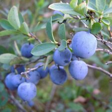 Morberry - Moorberry - Vaccinium uliginosum Bog Blueberry - 10+ nasion G 130 na sprzedaż  Wysyłka do Poland