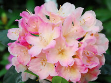 Rhododendron yakushiman xxxl for sale  NORTHWICH