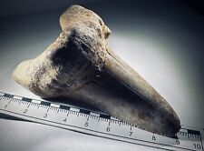 megalodon gebraucht kaufen  Mainz-Kostheim