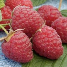 everbearing raspberry plants for sale  Adrian