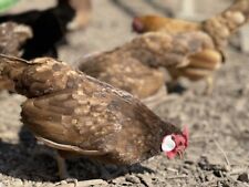 Rosecomb hatching eggs x 6 for sale  PLYMOUTH