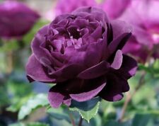 Rose plant ebb for sale  NOTTINGHAM