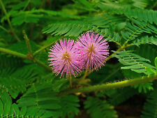 Mimose samen mimosa gebraucht kaufen  Ronsdorf