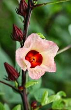 Hibiscus sabdariffa rosella usato  Trappeto