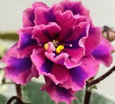African violet queen for sale  Summerville