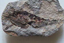 Crevette fossile indéterminé d'occasion  Saint-Just-de-Claix