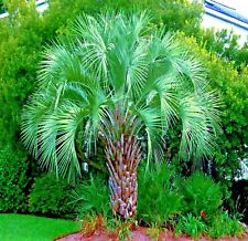 Jelly pindo palm for sale  Lincolnton