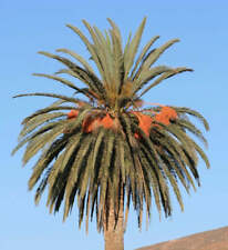 Phoenix Canariensis 20-40 cm - Palma de las Islas Canarias (Palmera datilera de las Islas Canarias), usado segunda mano  Embacar hacia Argentina