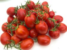 Tomatensamen russische rispen gebraucht kaufen  Deutschland