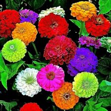 150 seeds zinnia for sale  READING