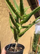 Aloe congolensis congo for sale  Temecula