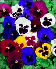 Pansy- Swiss Giant Mix- 50 Seeds- BOGO 50% off SALE for sale  Shipping to South Africa