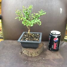 Bonsai Lonicera outdoor shohin Easy Starter Tree In Plastic Training Pot for sale  BIRMINGHAM