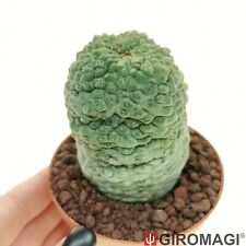 Trichocaulon cactiform monster for sale  Shipping to United Kingdom