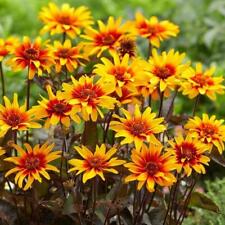 Heliopsis helianthoides helios for sale  UK