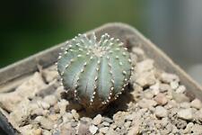 Cactus cactus geohintonia usato  Spedire a Italy