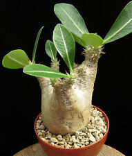 Pachypodium eburneum,Caudex,Euphorbia,Succulent Plants, used for sale  Shipping to South Africa