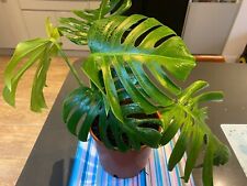 Monstera cheese plant for sale  WOKING