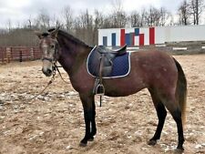 composted horse manure for sale  Bloomingdale