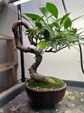 ficus pot tree for sale  Holly