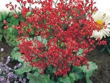 Used, 50+ HEUCHERA SANGUINEA CORAL BELLS GROUND COVER SEEDS / DEER RESISTANT PERENNIAL for sale  Shipping to South Africa