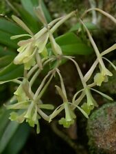 Epidendrum conopseum epidendru for sale  Saint Petersburg