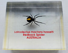 Redback spider australia for sale  BRISTOL