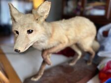 Taxidermy red fox for sale  Auburn Hills