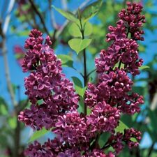 Syringa lilac charles for sale  MARCH