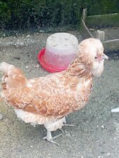 Uova feconde galline usato  Fivizzano