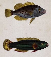 1845 lacepede fish d'occasion  Expédié en Belgium