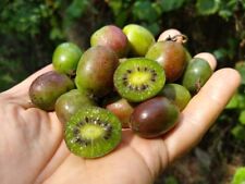 1 Kiwi Prolific. Zonas de plantas iniciais autopolinizantes enraizadas vivas 4-8., usado comprar usado  Enviando para Brazil