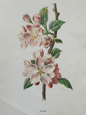 Antique print apple for sale  TORRINGTON