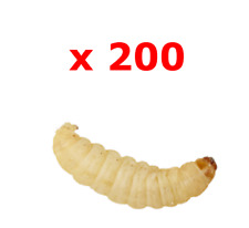 200 waxworms bulk for sale  BASILDON