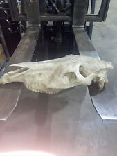 Real horse skull for sale  Kansas City