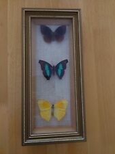 Butterflies taxidermy for sale  MAIDENHEAD