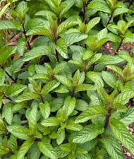 Peppermint plant for sale  NOTTINGHAM